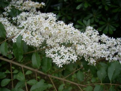 Ligustrum sp.